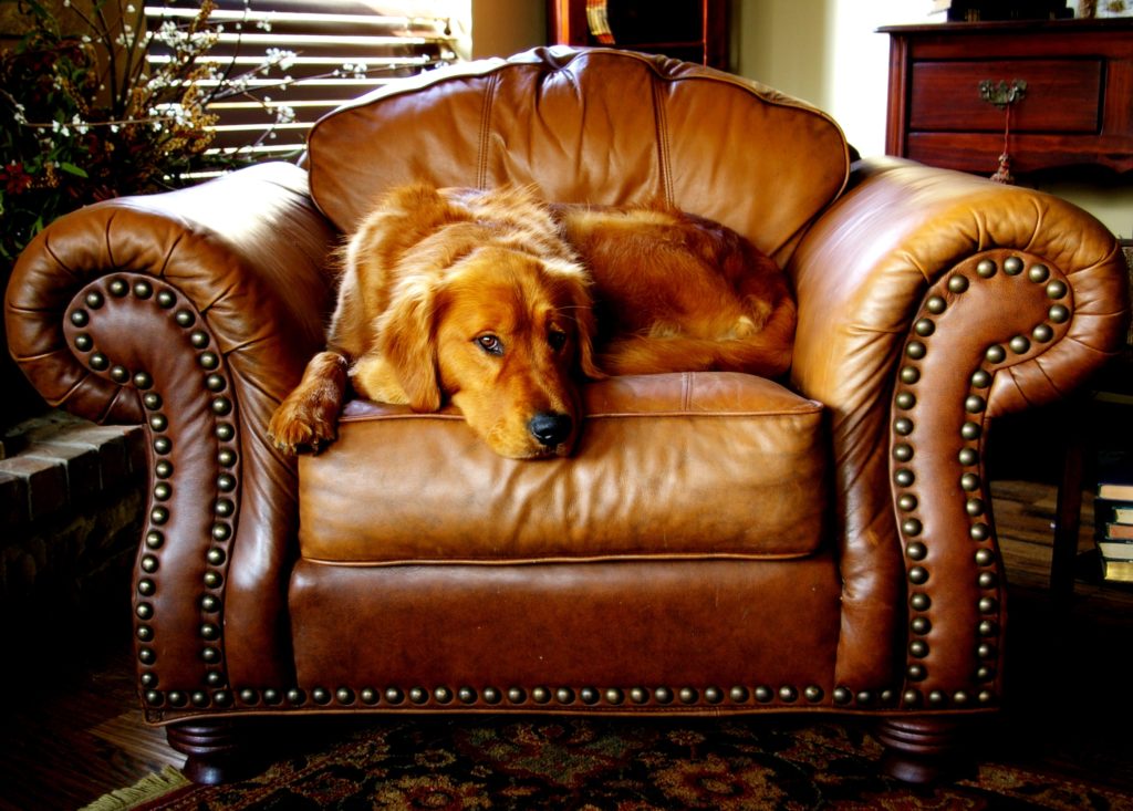 Dog on chair